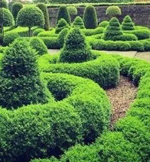Buxus sempervirens , Box Bundle of 10.