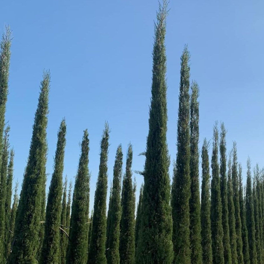 Row of tall green trees against a clear blue sky