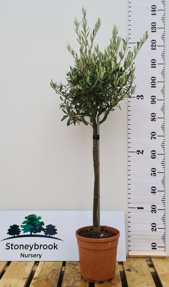 Olive Tree: Olea Europaea: Quarter Standard