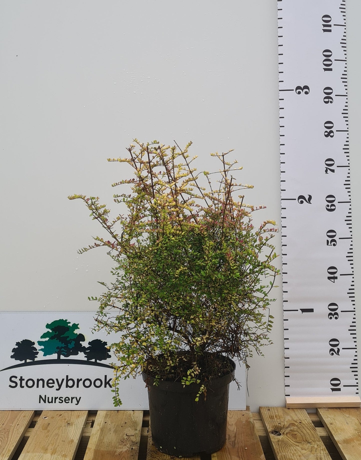 Lonicera nitida Baggesons Gold , shrubby honeysuckle.