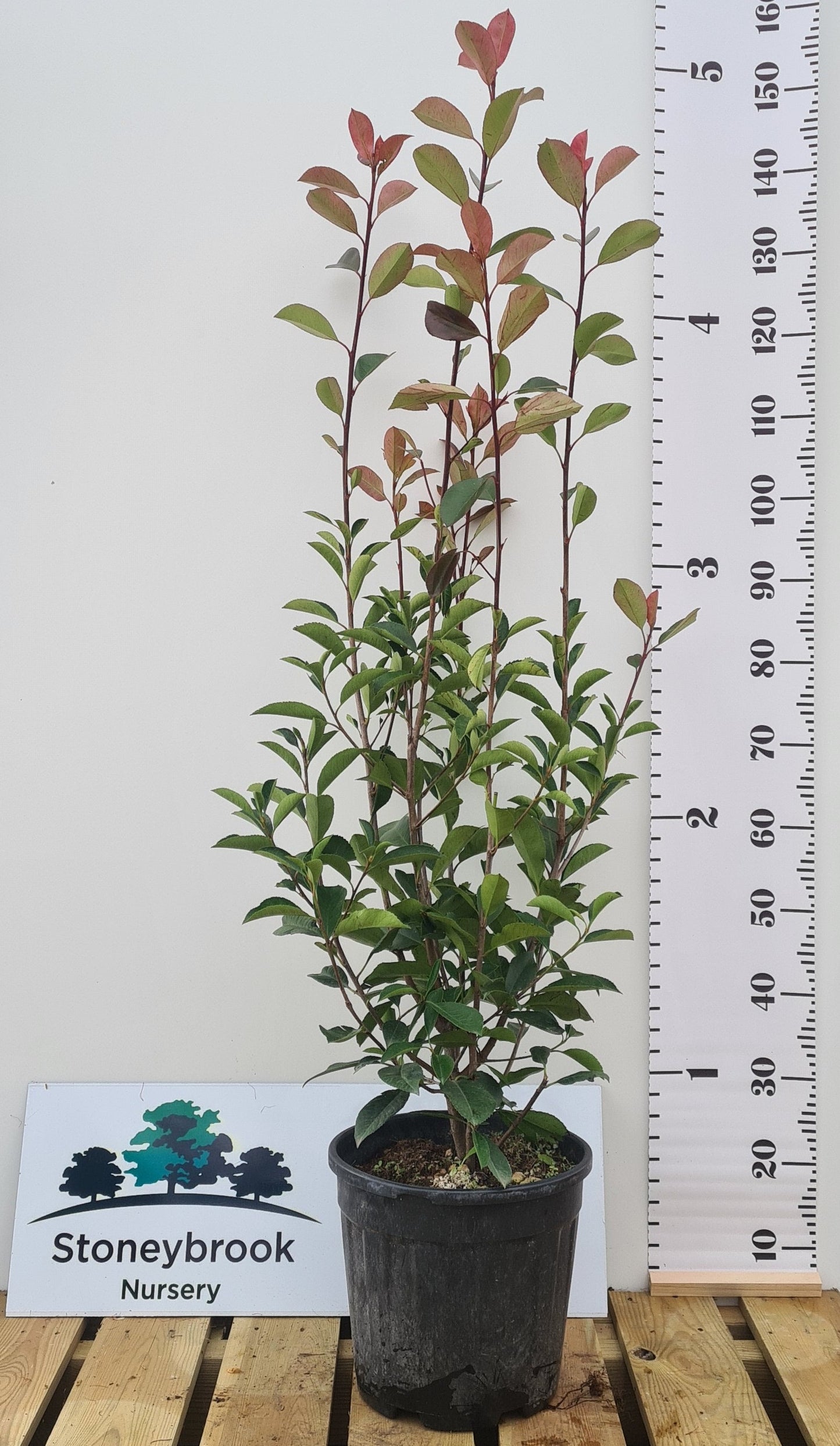 Red Robin: Photinia Serrulata