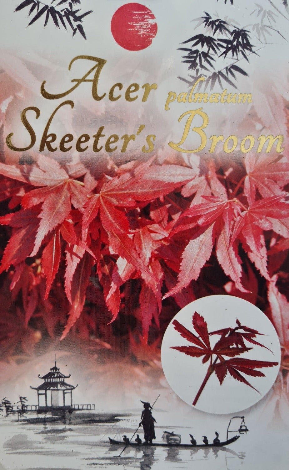 Acer Palmatum: Skeeter's Broom