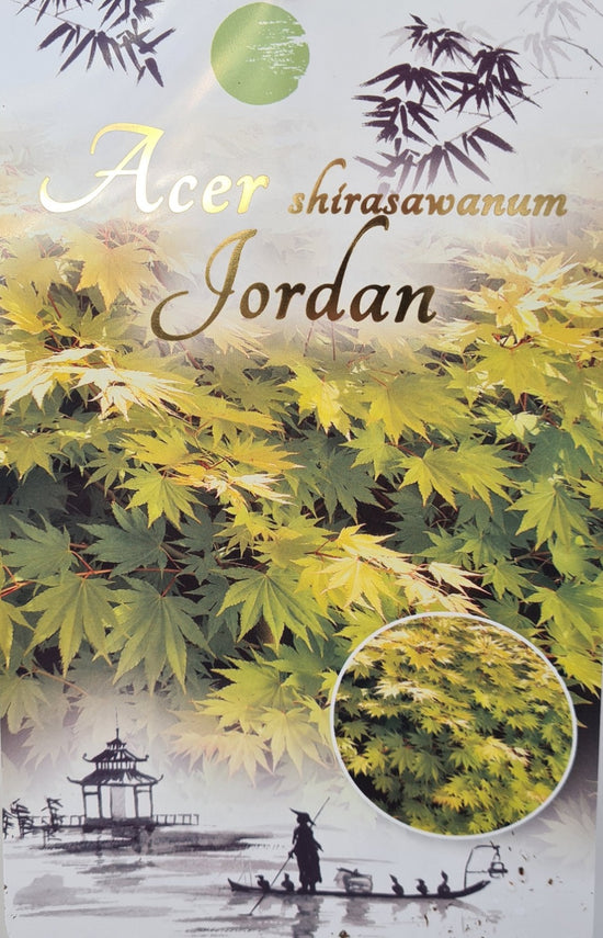Acer Shirasawanum: Jordan