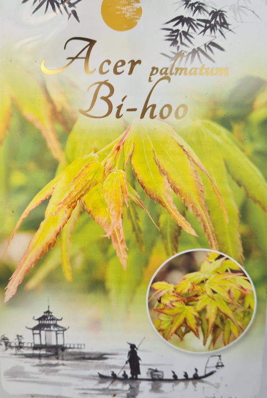 Acer Palmatum: Bi-hoo