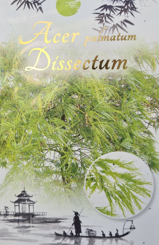 Acer Palmatum: Dissectum