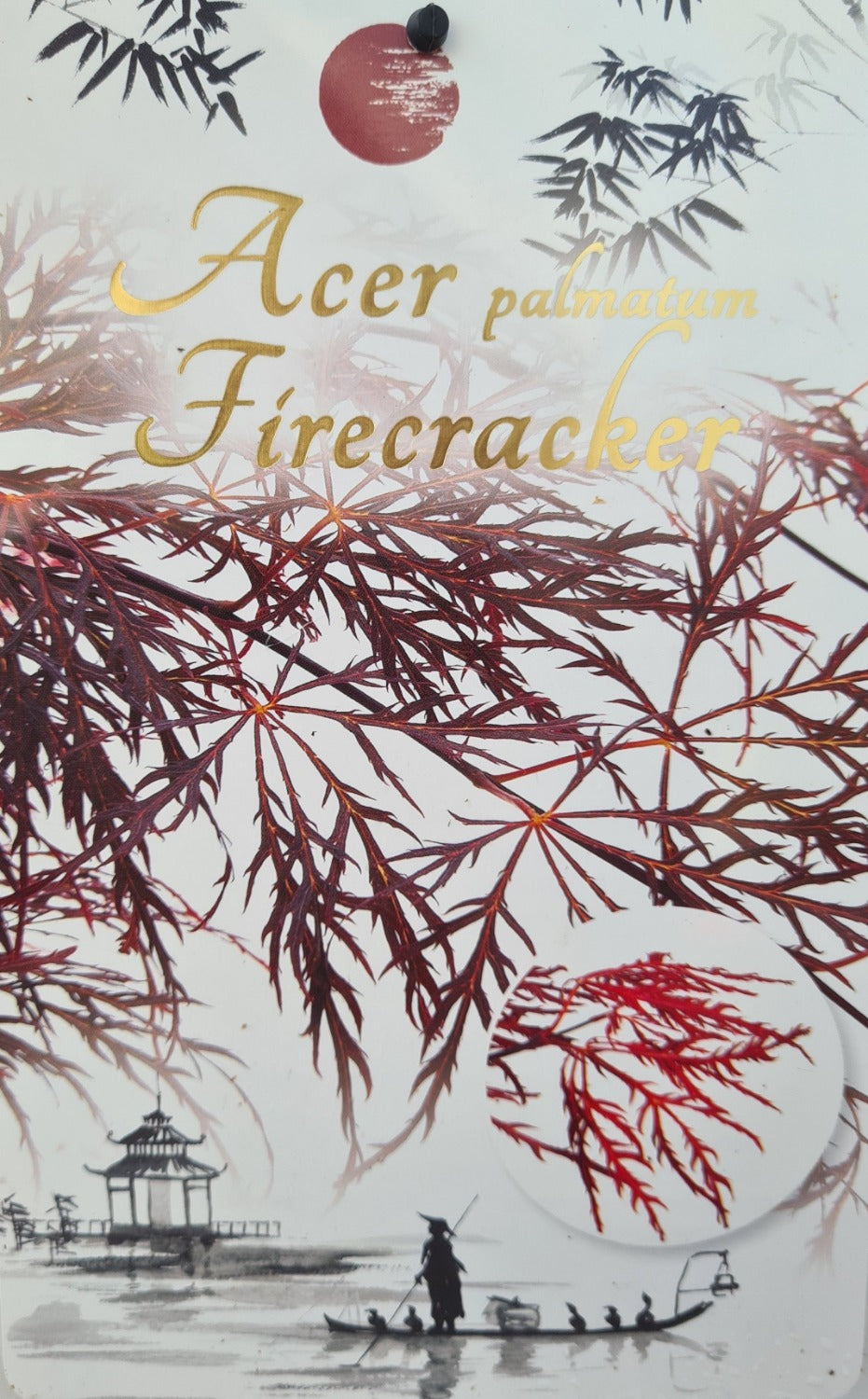 Acer Palmatum: Firecracker 2 sizes