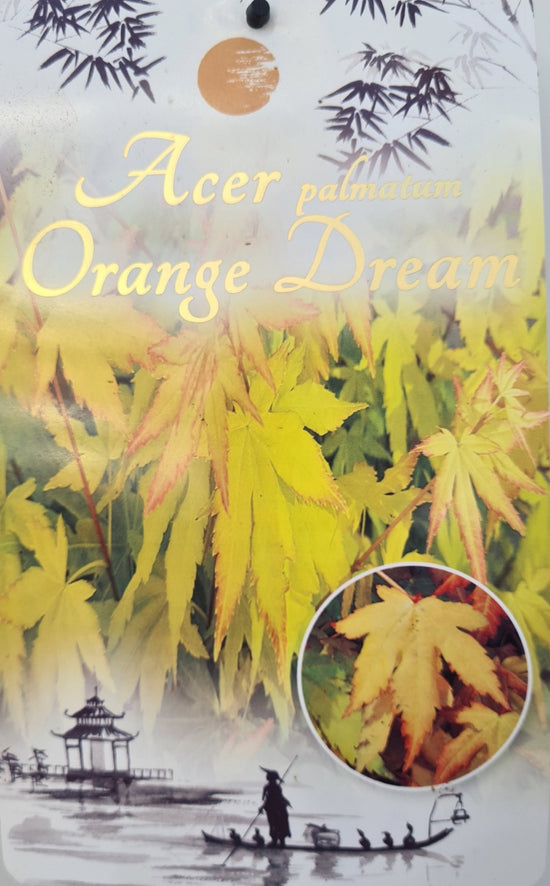 Acer Palmatum: Orange Dream