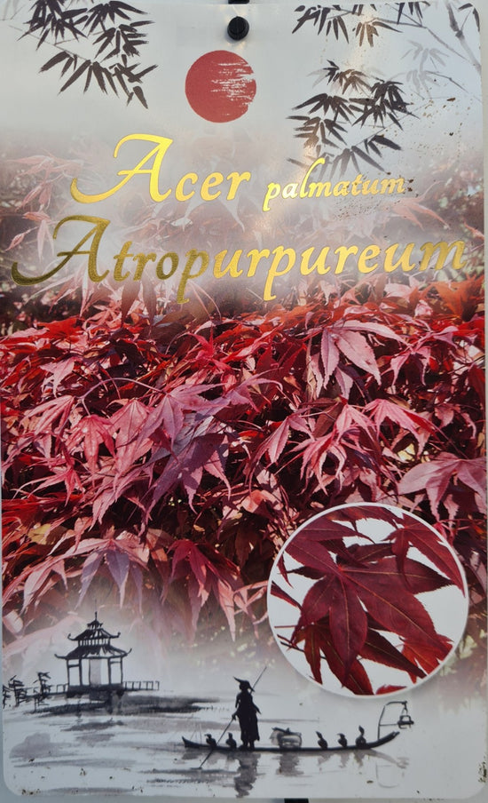 Acer Palmatum: Atropurpureum