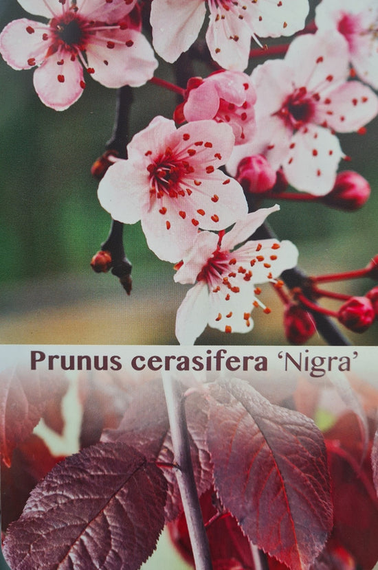 Prunus Cerasifera: Nigra