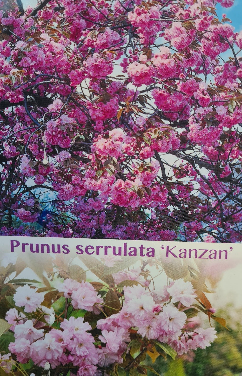 Prunus Serrulata: Kanzan