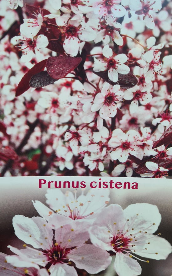 Prunus Cistena