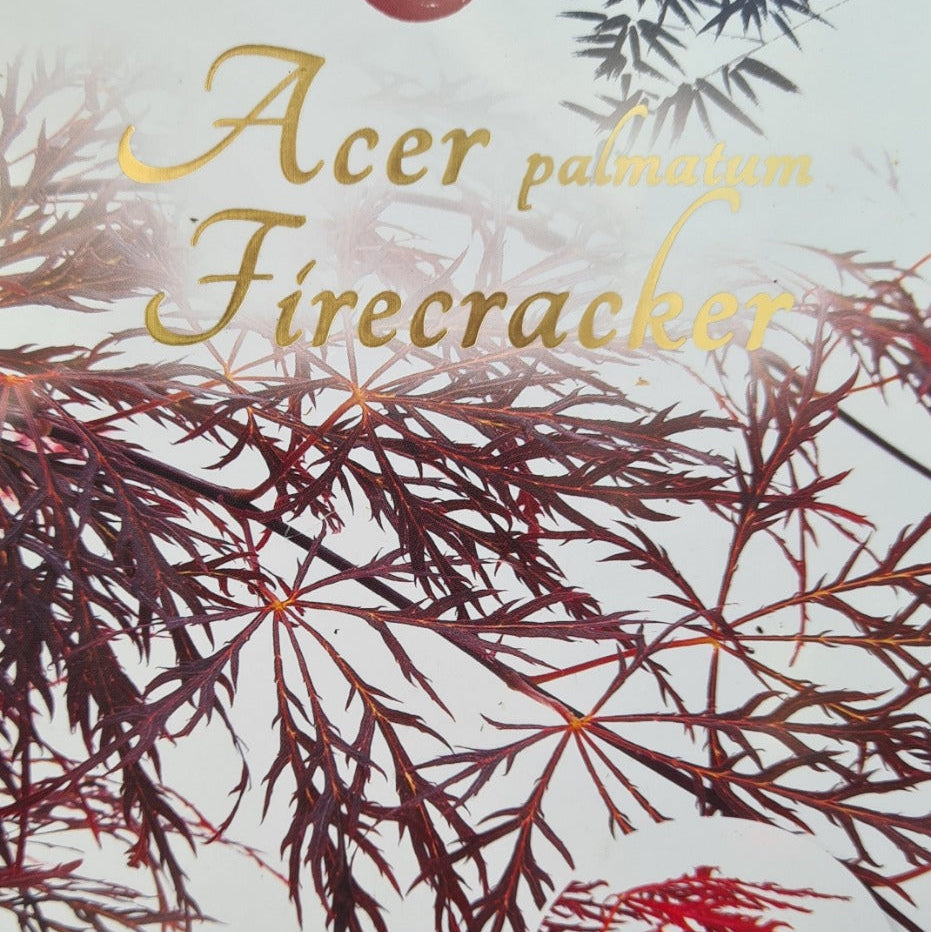 Acer palmatum Firecracker - Japanese Maple with bright red spring foliage and compact upright form