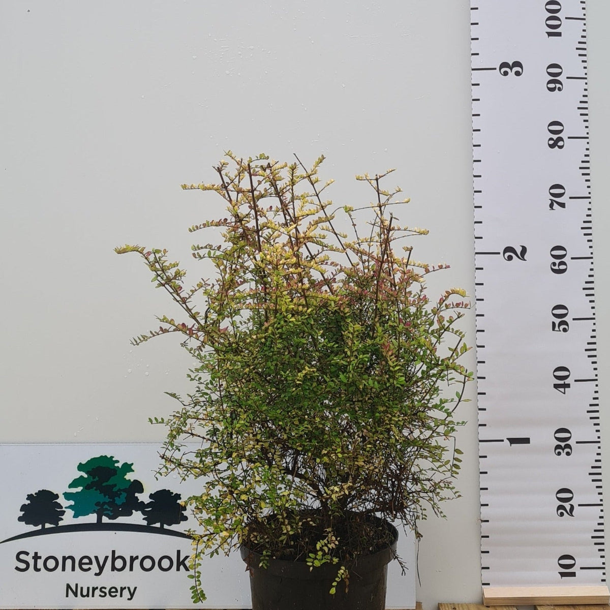Lonicera nitida Baggesen's Gold - golden shrubby honeysuckle with bright yellow-green foliage for hedging