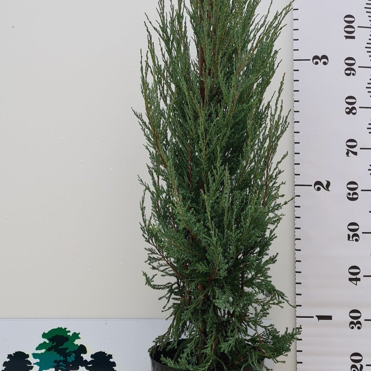 Blue Arrow Juniper - Juniperus scopulorum with narrow upright form and blue-grey evergreen foliage