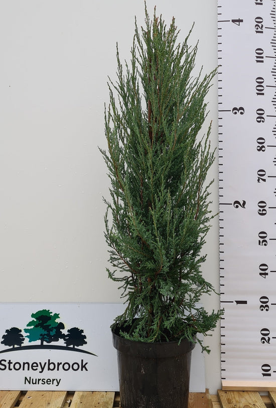 Blue Arrow Conifer: Juniperus Scopulorum