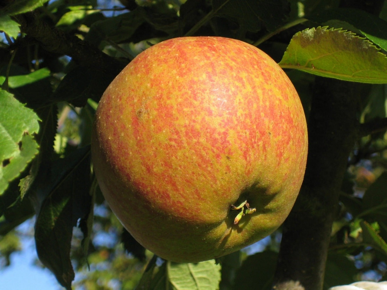 Apple Tree: Malus Domestica: Cox's Orange