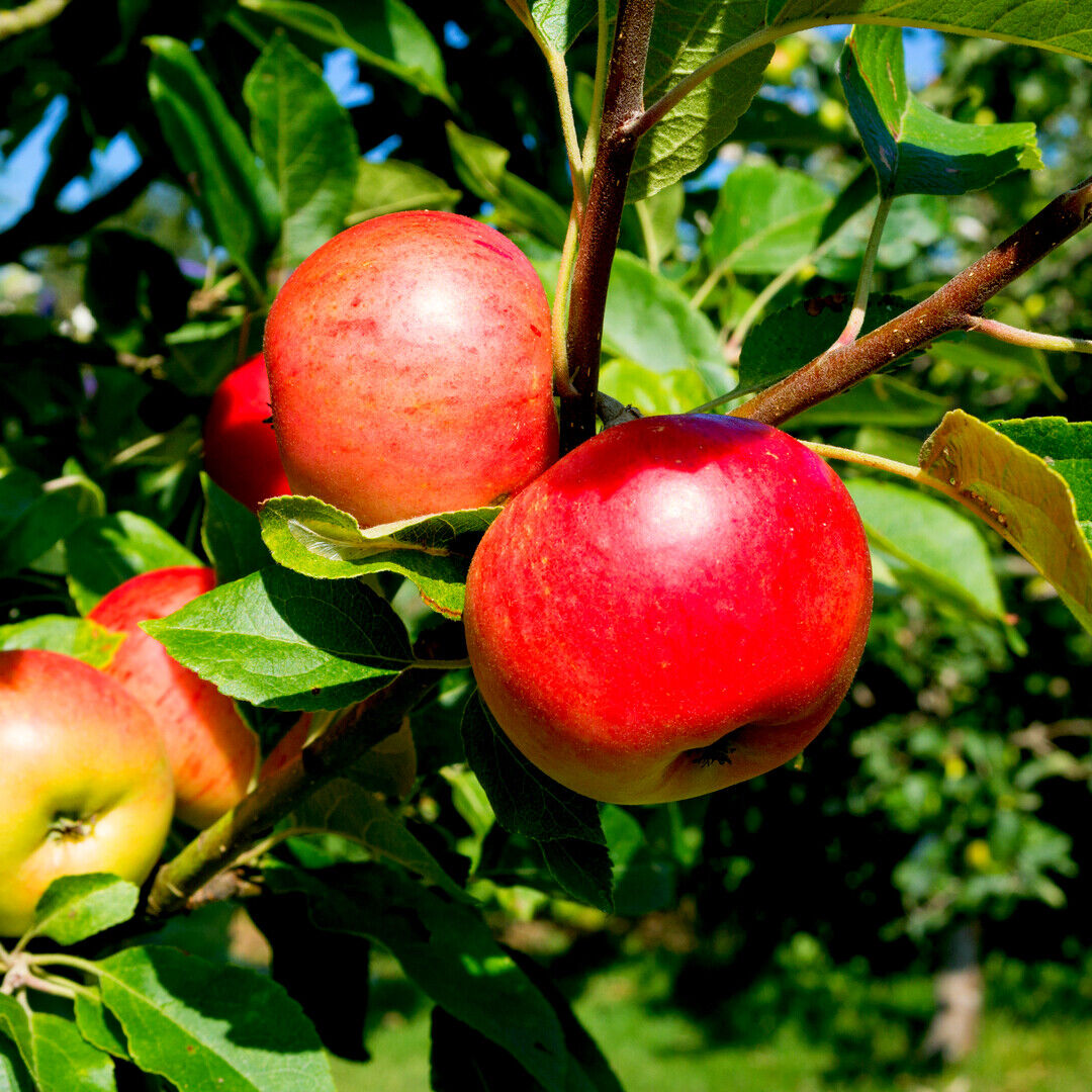 Malus domestica Discovery - early season dessert apple tree with bright red fruit and crisp white flesh