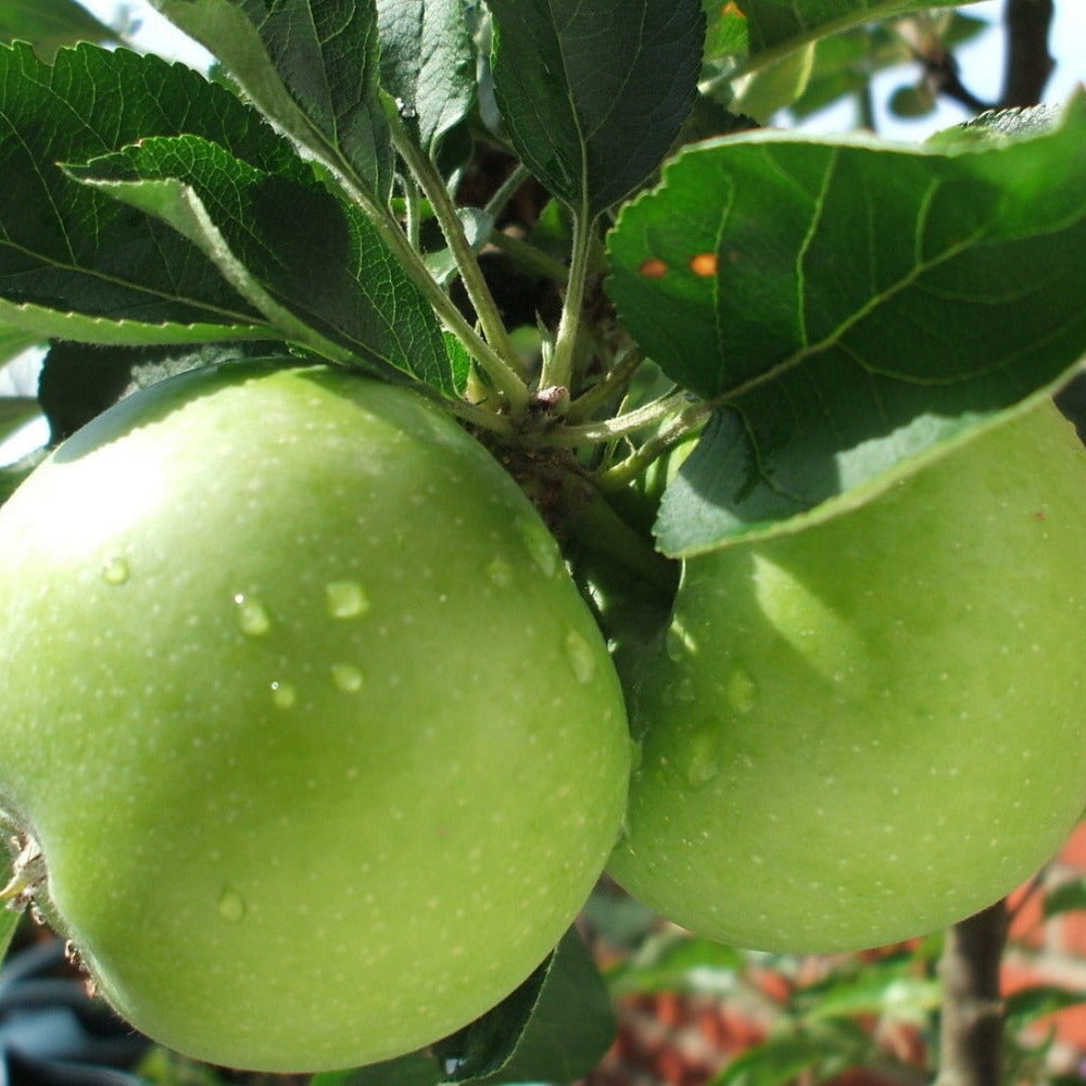 Malus domestica Granny Smith - crisp green apple tree with sharp tangy fruit ideal for cooking and eating