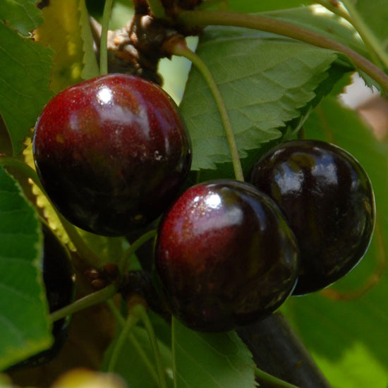 Cherry Tree: Prunus Avium: Stella