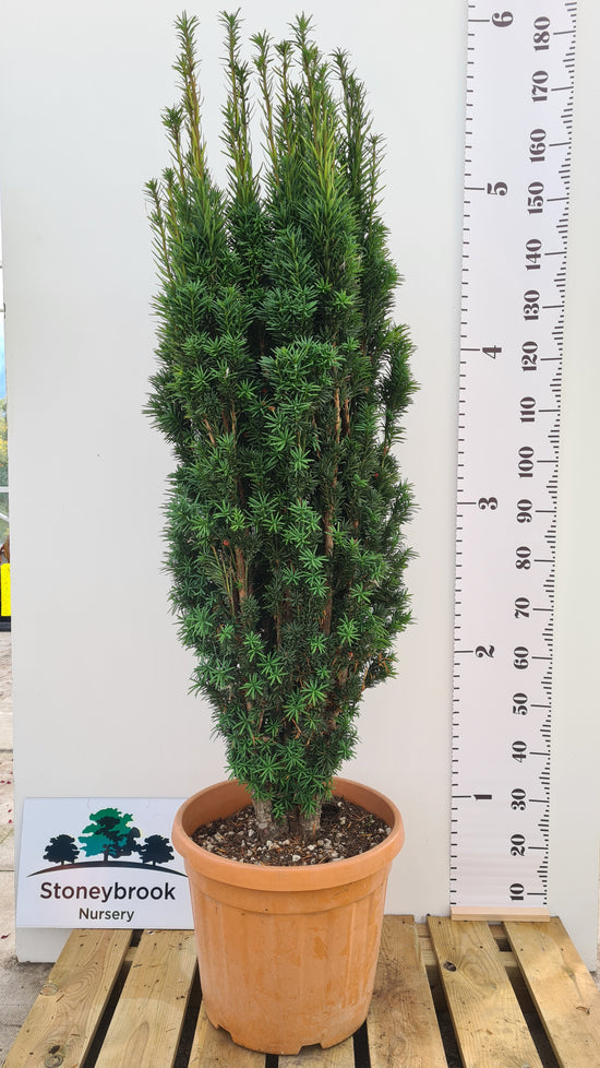 Irish Yew: Taxus Baccata Fastigiata