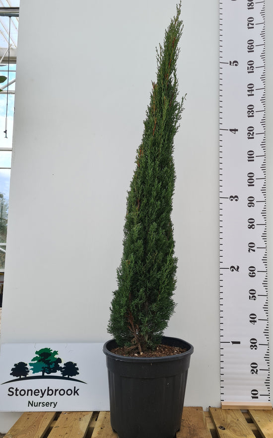 Italian Cypress: Cupressus Sempervirens Totem Pole