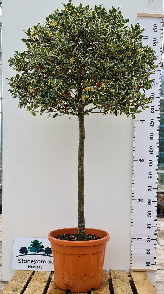Gold Variegated Holly Tree: Ilex Aquifolium Aureomarginata: Half Standard