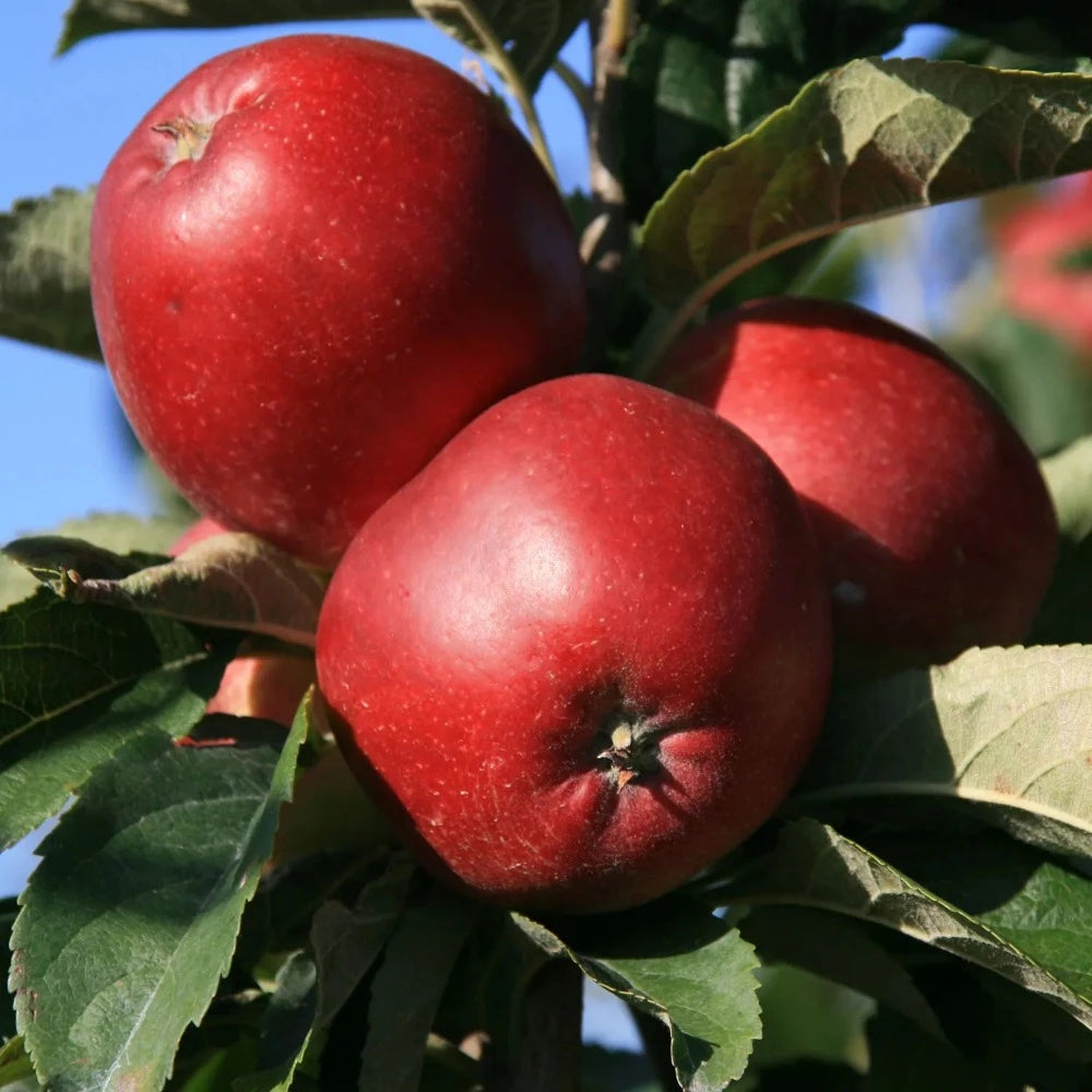 Apple Tree: Malus Domestica: Worcester Permain