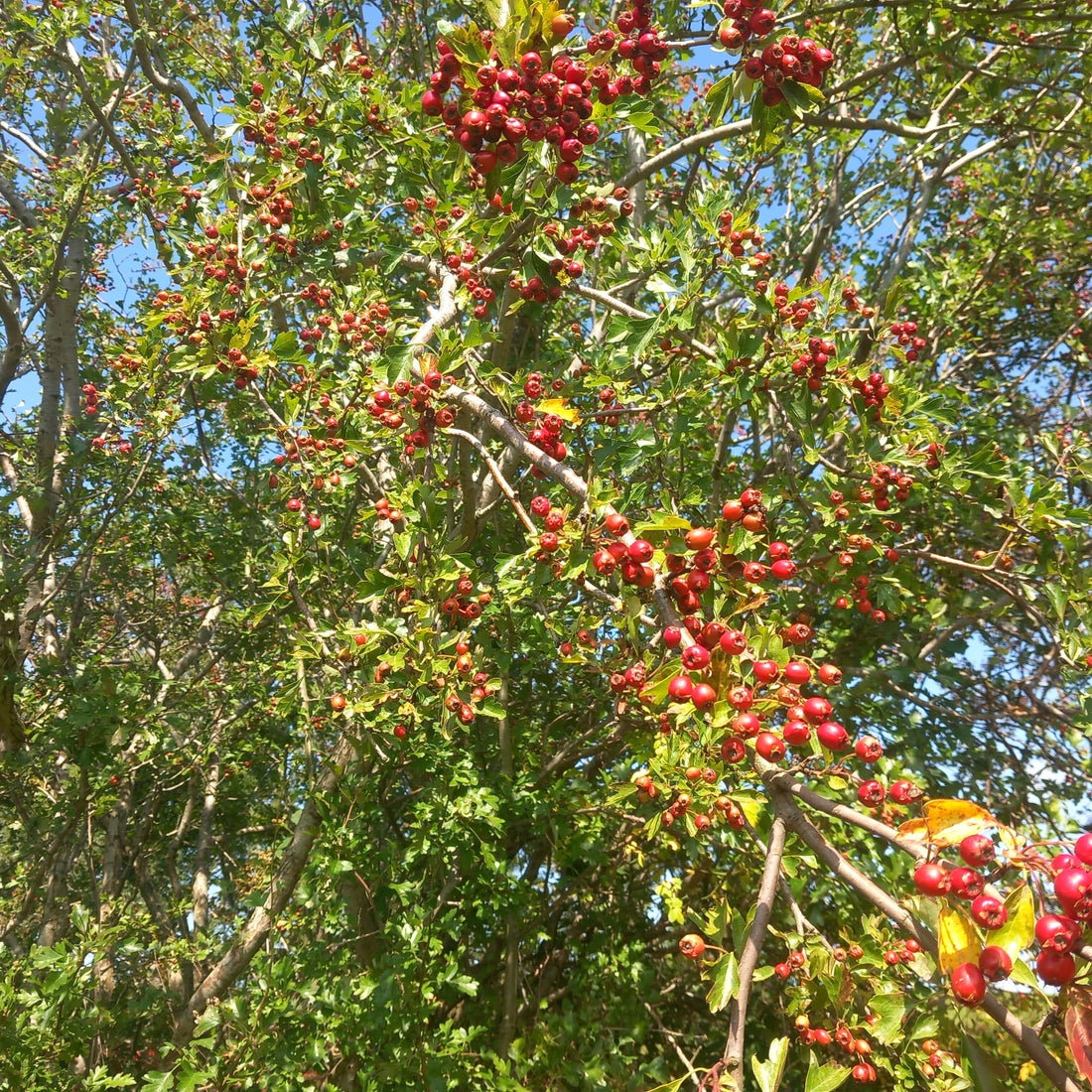Hawthorn berries in autumn — native bare root hedging from Stoneybrook Nursery
