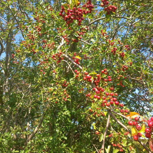 Hawthorn berries in autumn — native bare root hedging from Stoneybrook Nursery