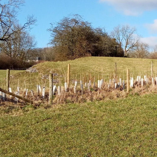 new planted hedgerow bn11