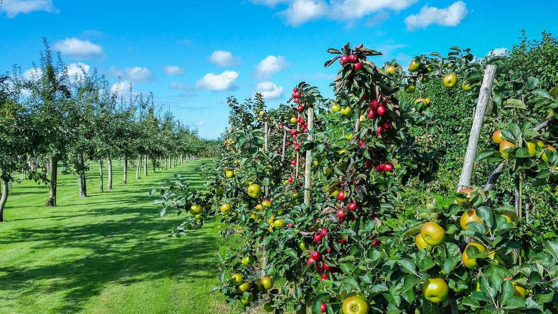 Fruit Trees