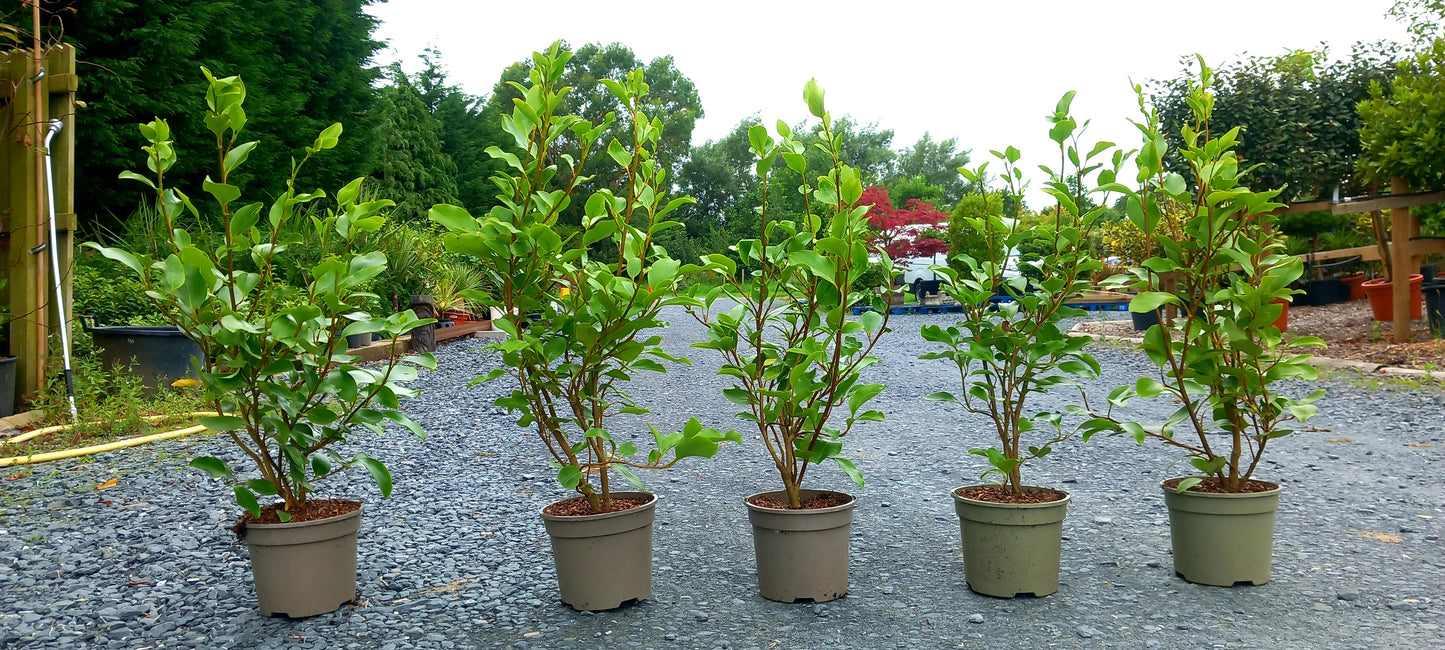 5 x Griselinia littoralis/New Zealand Privet