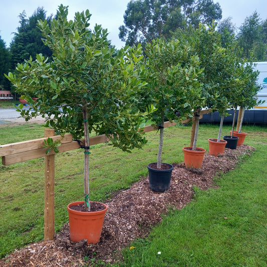 Holly: Ilex: Nellie R. Stevens: Half Standard