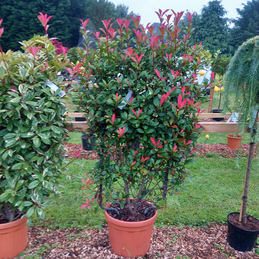Red Robin compacter pleached screening 140cm height 90cm wide