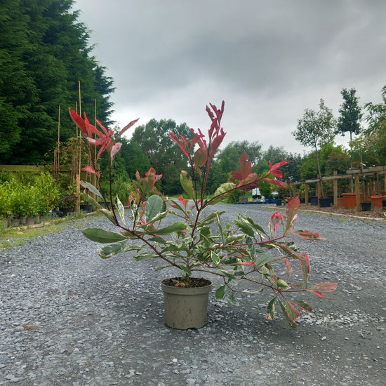 Red Robin: Photinia Fraseri: Pink Marble