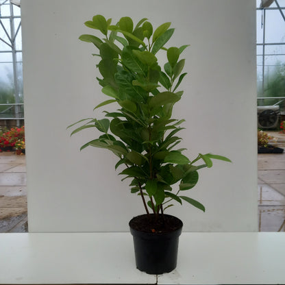 2 x Bay, Laurus nobilis. in 3 litre pot 60-80 cm