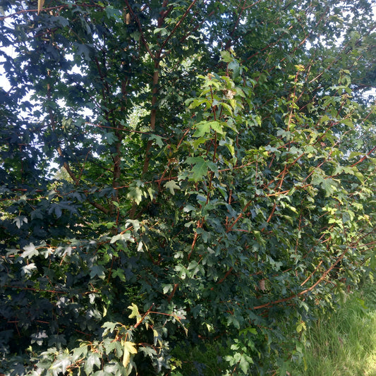 Field Maple/Acer campestre. Bareroot Hedging 40-60cm x 25