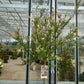 Salix Nishiki Flamingo