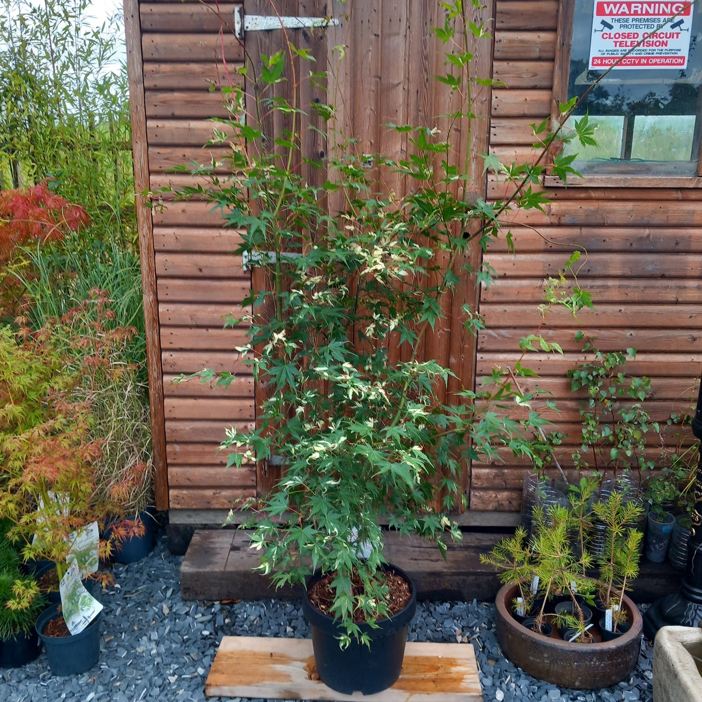 Acer Palmatum: Oridono-nishiki