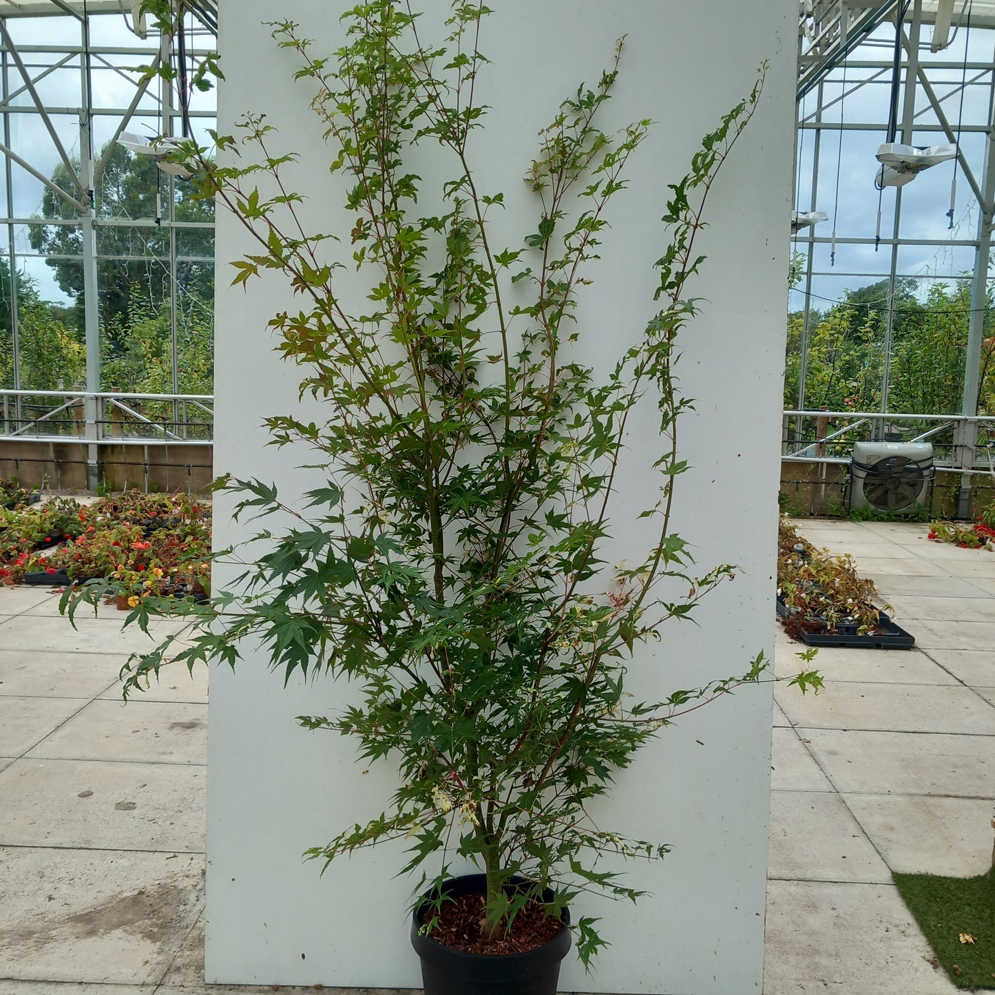Acer Palmatum: Oridono-nishiki
