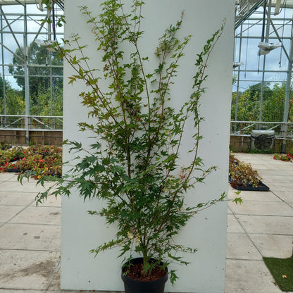 Acer Palmatum: Oridono-nishiki