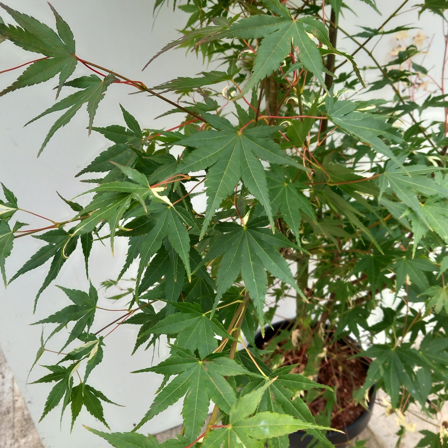 Acer Palmatum: Oridono-nishiki