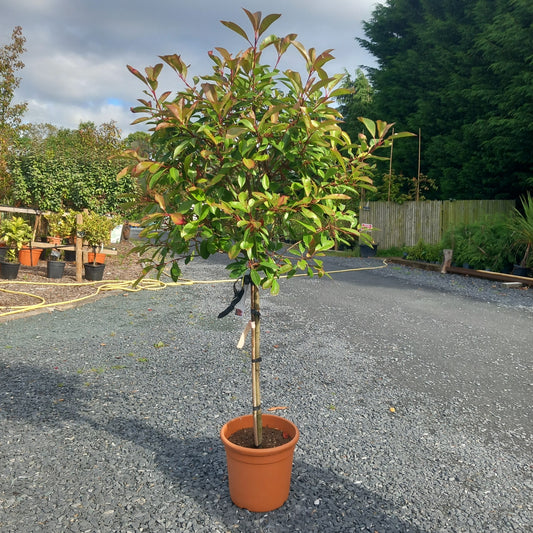 Red Robin: Photinia Serrulata: Half Standard