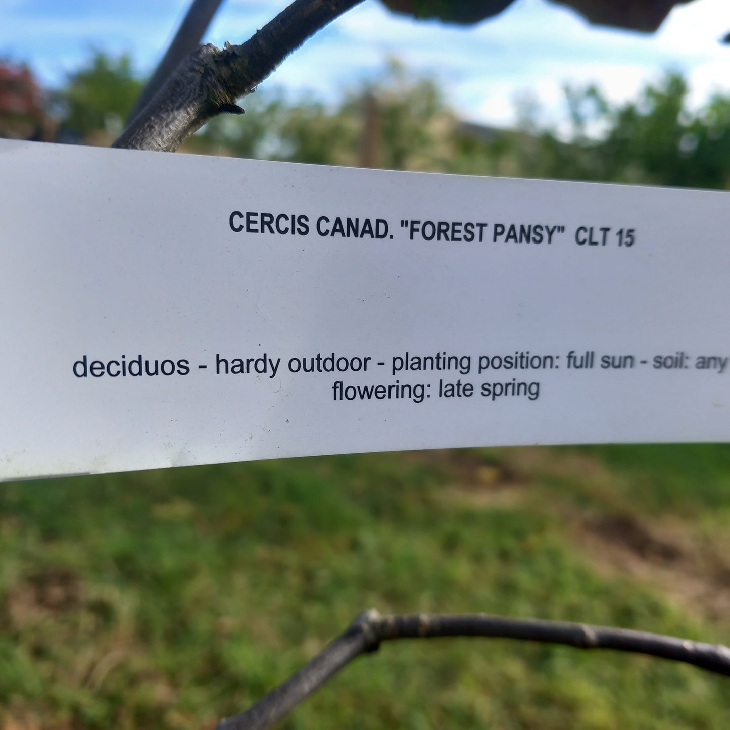 Cercis canadenis 'Forest Pansy' 6ft height 30l pot