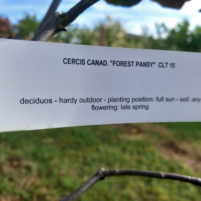 Cercis canadenis 'Forest Pansy' 6ft height 30l pot