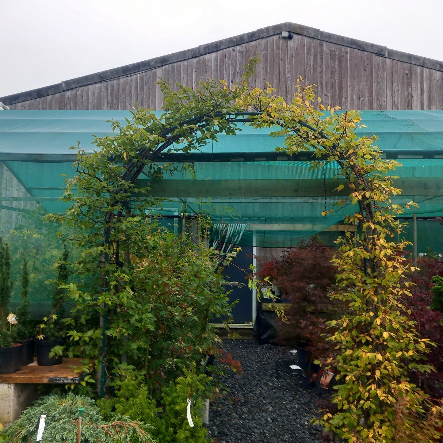 Carpinus Betulus arch 10ft height. 2 x 30l pots