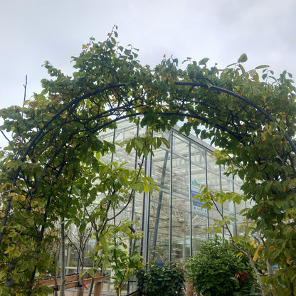 Carpinus Betulus arch 10ft height. 2 x 30l pots