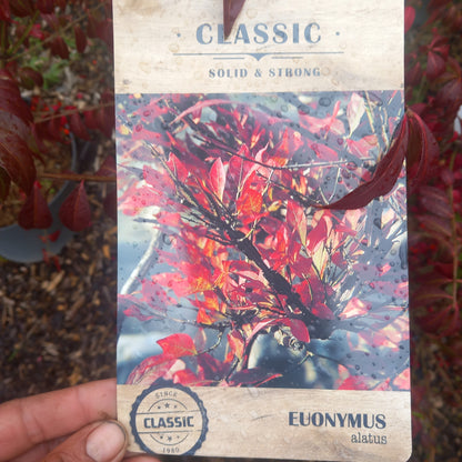 Euonymus classic