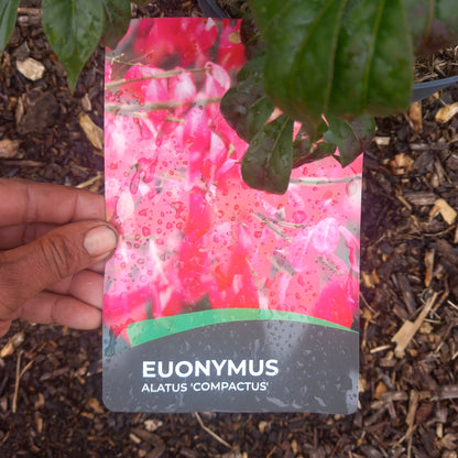 Euonymus alatus(winged spindle)