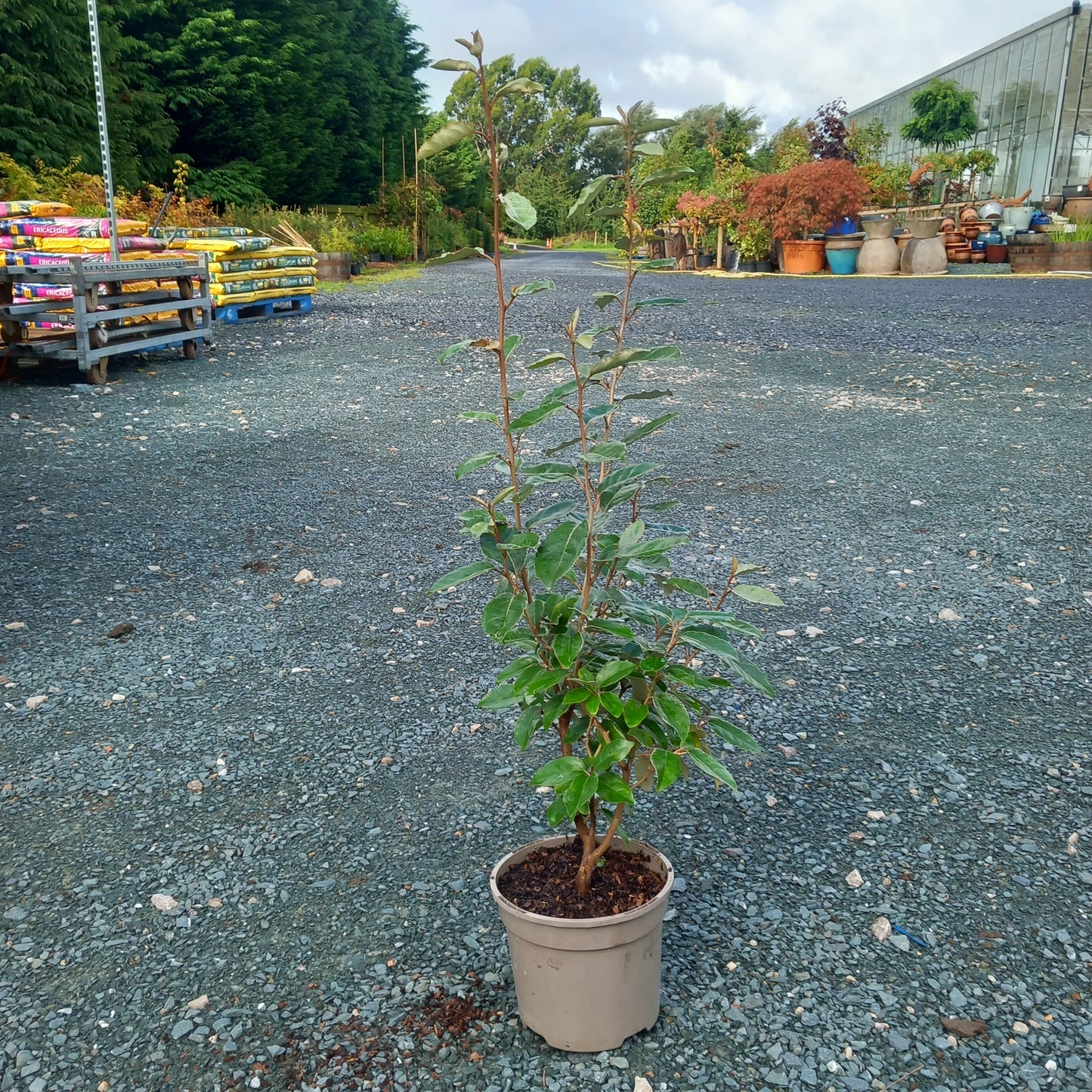 5 x Elaeagnus macrophylla evergreen 2ltr 60-80cm